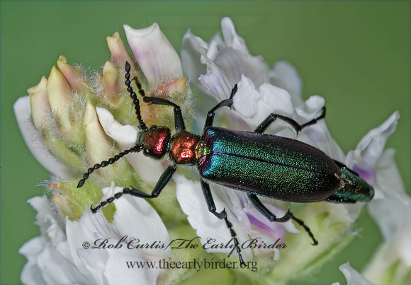 Lytta nutallis 7010730 z