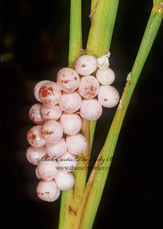 Pomacea paludosa FLORIDA APPLE SNAIL 248610z