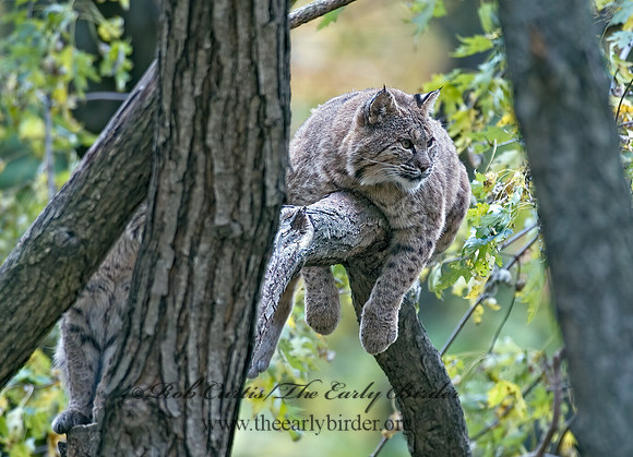 Lynx rufus  BOBCAT 5002964z