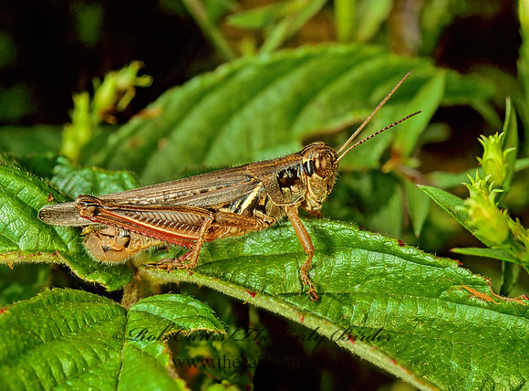 Melanoplus femurrubrum  RED-LEGGED GRASSHOPPER 114337z
