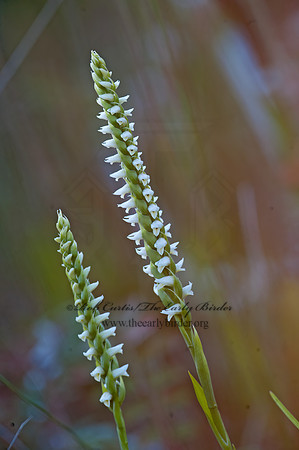 Spiranthes cernua  NODDING LADY TRESSES ORCHID 8033379z