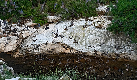 Tadarida brasiliensis  MEXICAN FREE-TAILED BAT 3039086-z