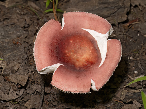 Russula BRITTLEGILL 9080561z