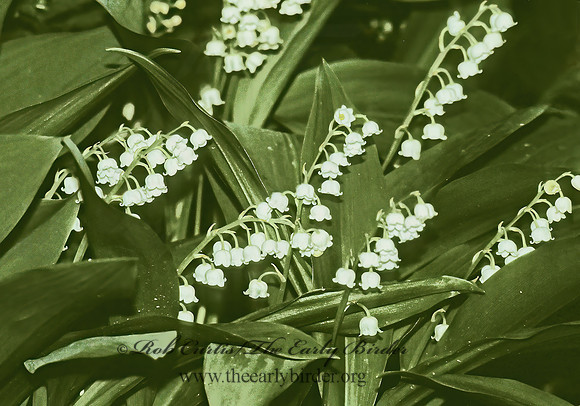 Convallaria majalis  LILY OF THE VALLEY 280518 z