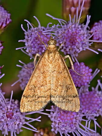 Udea rubigalis  CELERY LEAFTIER MOTH 9050839z