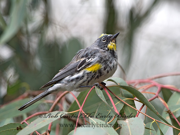 Setophaga coronata auduboni  AUDUBON'S WARBLER  9055003z