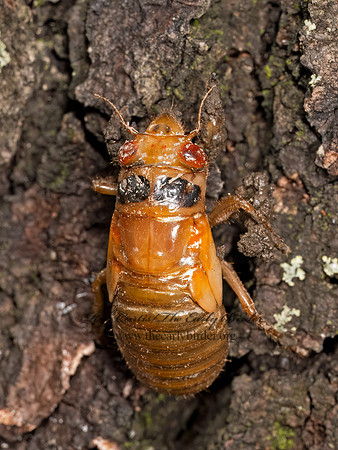 Magicicada cassinii CASSINI'S PERIODICAL CICADA 9088064 z