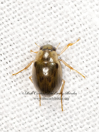 Berosus  WATER SCAVENGER BEETLE 3038922z