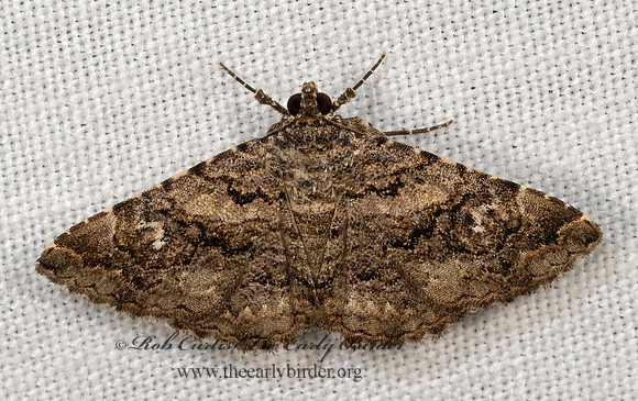 Toxonprucha scitior  OMOPTERINI EREBID MOTH 3030747z