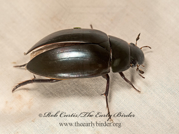 Hydrophilus ovatus  GIANT WATER SCAVENGER BEETLE 9050615z