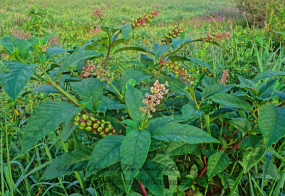 Phytolacca americana   AMERICAN POKEWEED  284909z