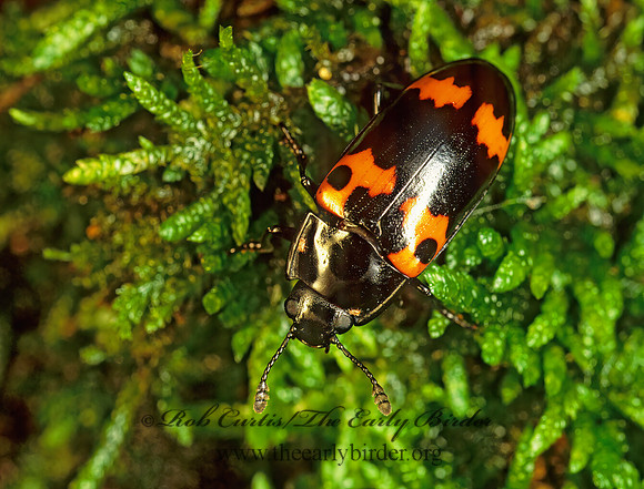 Megalodacne fasciata 173821z