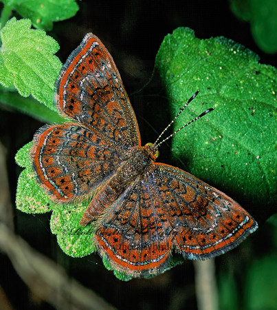 Calephelis perditalis  ROUNDED METALMARK 52421 z