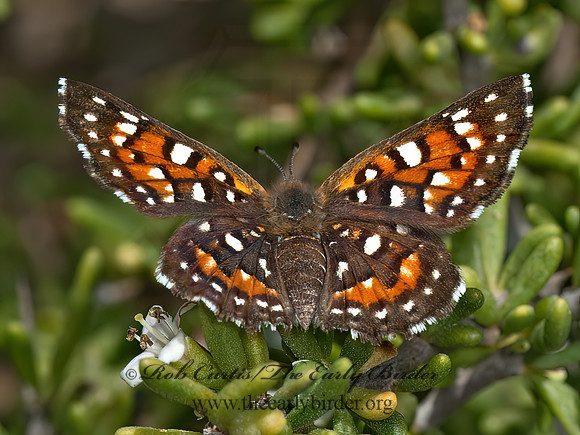 Apodemia virgulti  BEHR'S METALMARK 8036156z