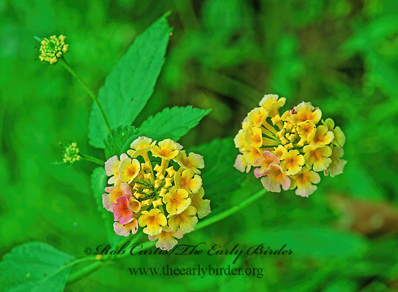 Lantana camara  WEST INDIAN LANTANA 190224z