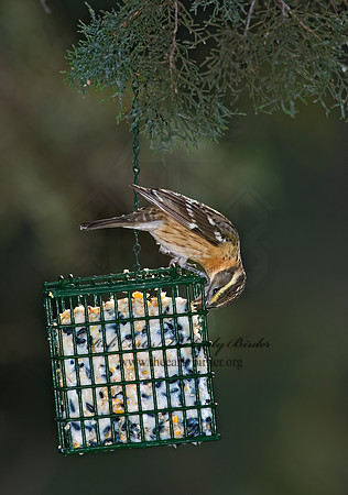 Pheucticus melanocephalus  BLACK HEADED GROSBEAK 5006153z