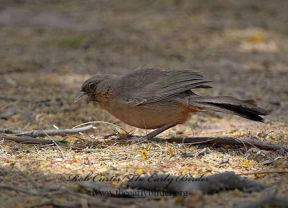 Melozone aberti  ABERT'S TOWHEE 9056894 copyz