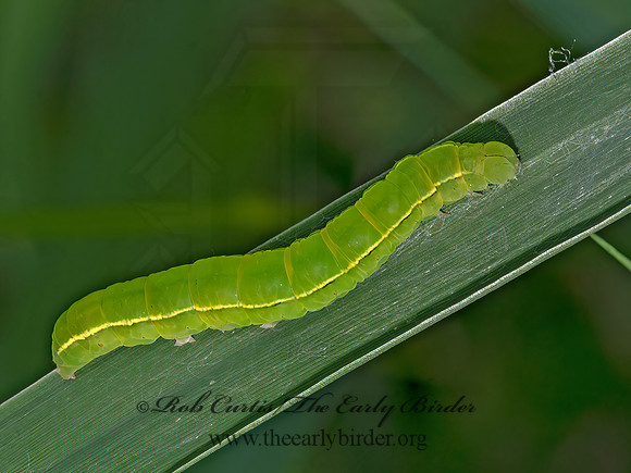 Scoliopteryx libatrix  THE HERALD 3022413z