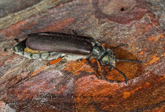 Lytta aeneus 6003157 z