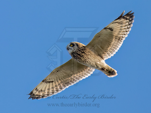 Asio flammeus SHORT-EARED OWL 9091298z