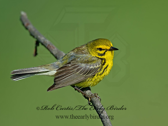 Setophaga discolor = PRAIRIE WARBLER  9023568z