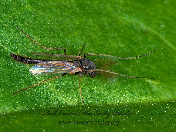 Chironomini  NON-BITING MIDGE 6007293z
