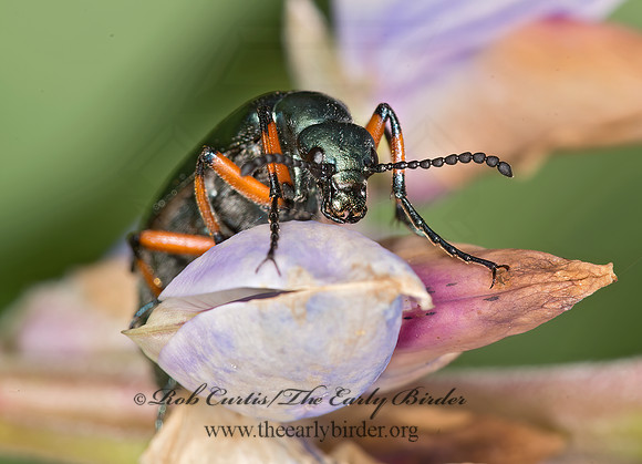 Lytta sayi  GREEN BLISTER BEETLE 9032702z