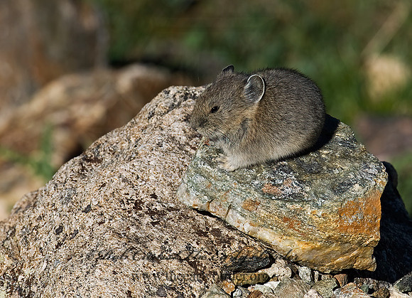 Ochotona princeps  AMERICAN PIKA 7010639z