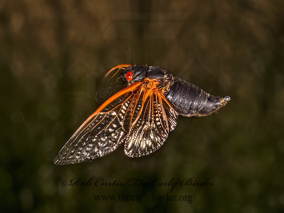 Magicicada cassinii CASSIN'S CICADA 9089374z