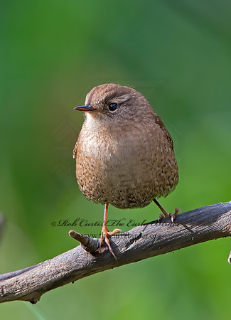 Troglodytes hiemalis  WINTER WREN  9025606z