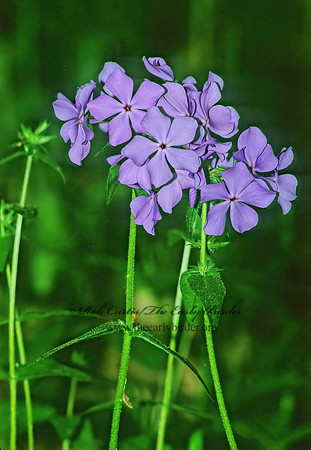 Phlox divaricata  BLUE PHLOX 280437z