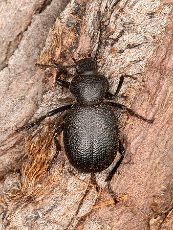 Eleodes (Blapylis) rotundipennis  DESERT STINK BEETLE 8037075z