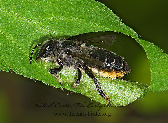 Megachile mendica 8008166z