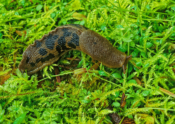Ariolimax columbianus  BANANA SLUG 148827z