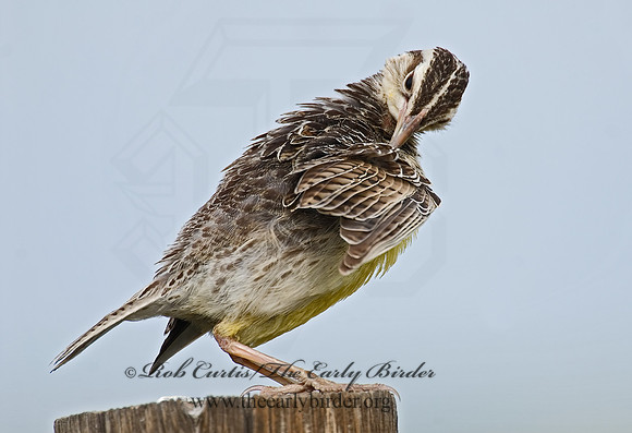 Sturnella neglecta  WESTERN MEADOWLARK 7011120z