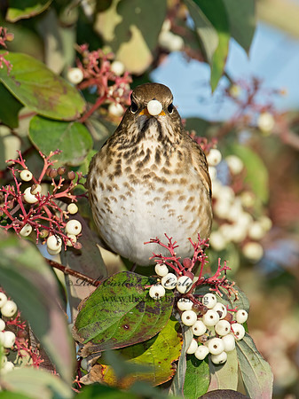 Catharus guttatus  HERMIT THRUSH 9015415z