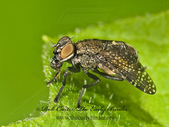 Platystoma seminationis  SIGNAL FLY 8014556z