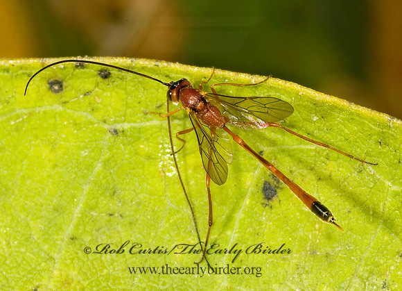 Gravenhorstiini  ANOMALONINAE ICHNEUMON 5015049z