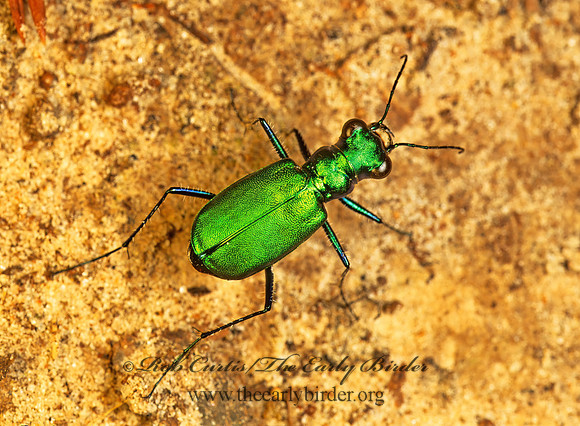 Cicindela sexguttata 168332 z