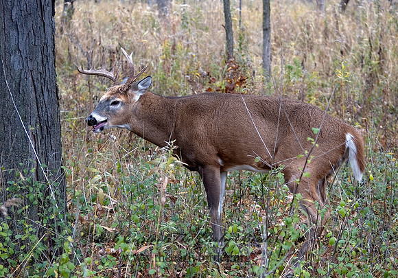 Odocoileus virginianus  WHITE-TAILED DEER 5017093z