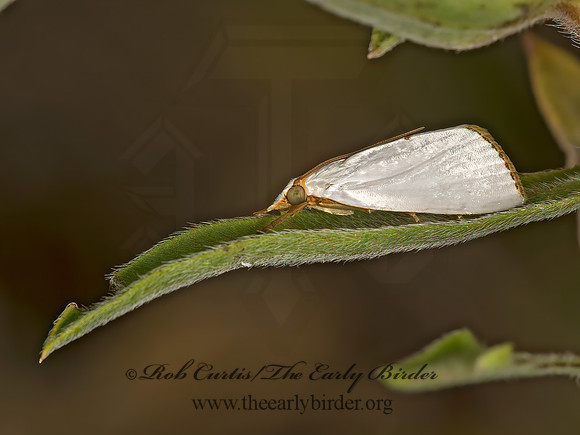 Urola nivalis  SNOWY UROLA MOTH 9047740z