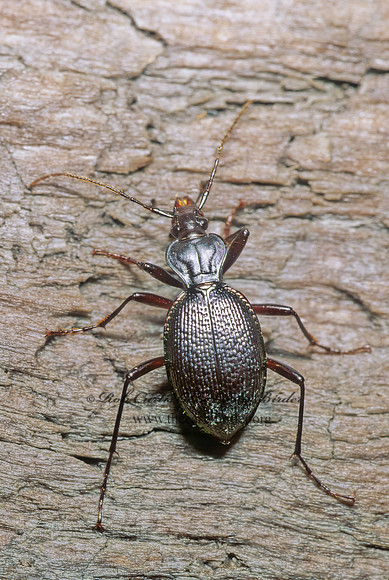 Scaphinotus (Brennus) marginatus 242208z