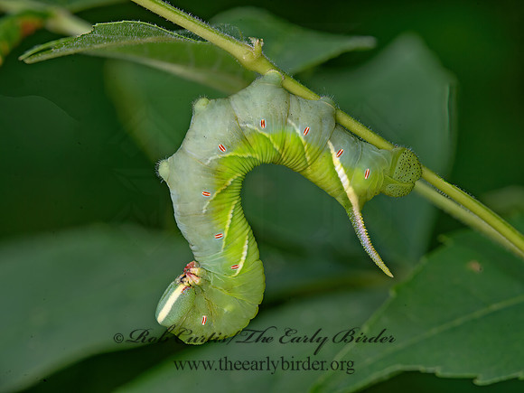 Ceratomia undulosa  WAVED SPHINX 9040221z
