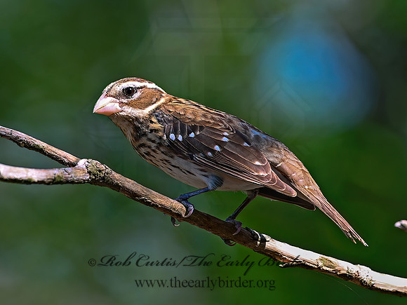 Pheucticus melanocephalus  BLACK-HEADED GROSBEAK 3031480z