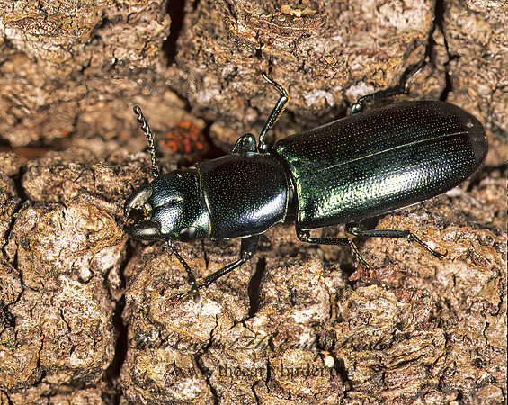 Temnoscheila virescens  BARK-GNAWING BEETLE 261937z