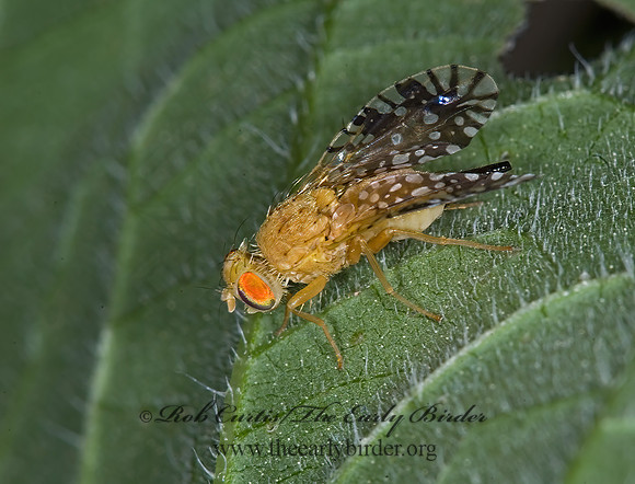 Euaresta festiva  FRUIT FLY 6012426z