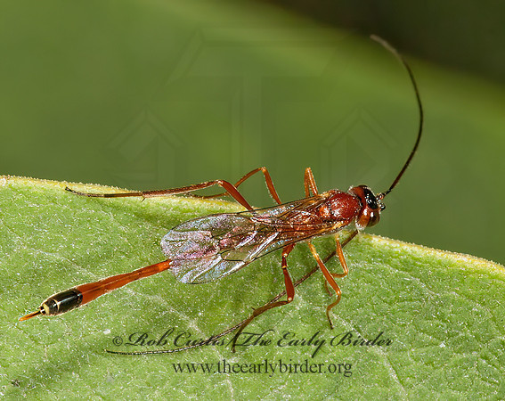 Gravenhorstiini  ANOMALONINAE ICHNEUMON 5015020z