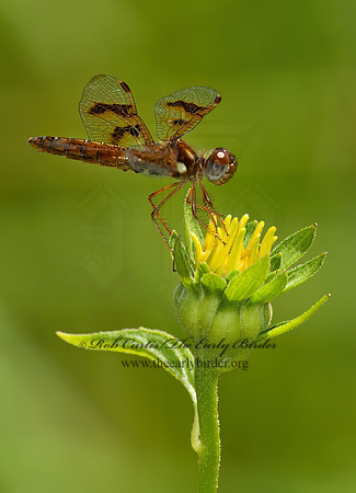 Perithemis tenera EASTERN AMBERWING 3002735z