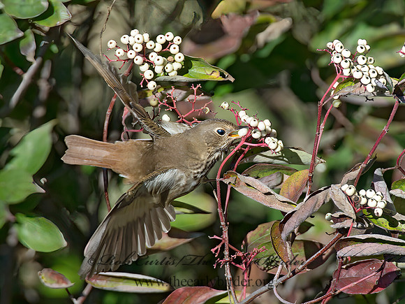 Catharus guttatus  HERMIT THRUSH 9015481z