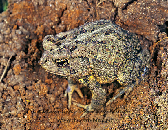 Anaxyrus americanus  AMERICAN TOAD 175222  z
